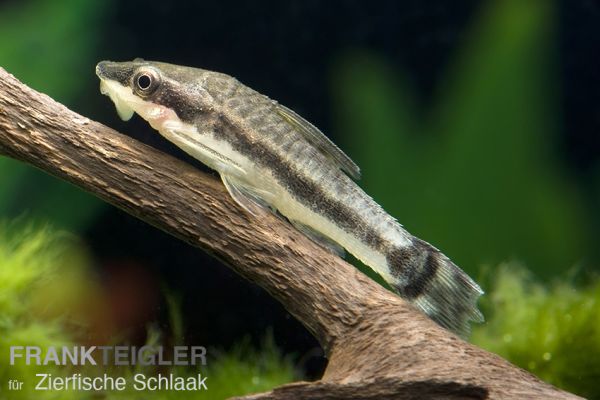 Zwerg-Ohrgitterharnischwels / Otocinclus affinis